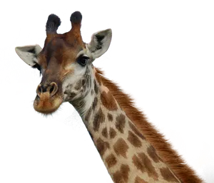 Curious Giraffe Portrait PNG image