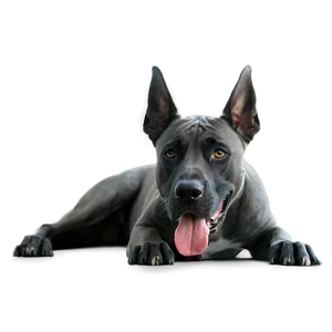 Curious Great Dane PNG Aal