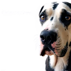 Curious Great Dane PNG Ogy