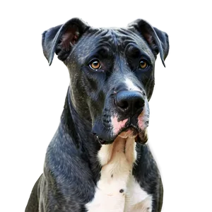 Curious Great Dane PNG Wku43