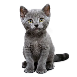 Curious Grey Kitten PNG 85 PNG