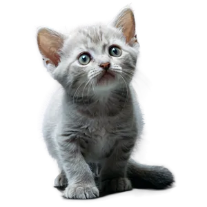 Curious Grey Kitten PNG Jhr PNG