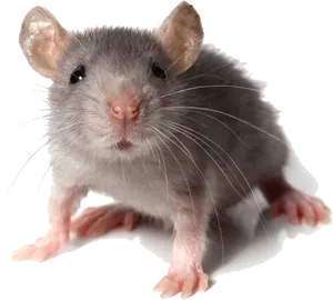 Curious Grey Mouse Portrait PNG image