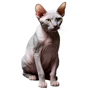 Curious Hairless Cat PNG Ftp
