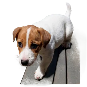 Curious Jack Russell Puppy Png Ixh11 PNG image