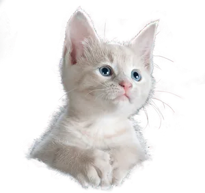 Curious Kitten Blue Eyes PNG image