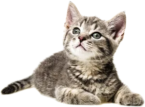 Curious Kitten Looking Up PNG image
