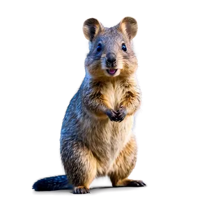 Curious Quokka Looking PNG Lkf11 PNG