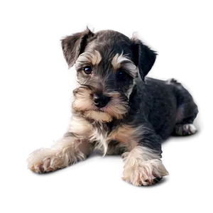 Curious Schnauzer Puppy PNG Esl PNG