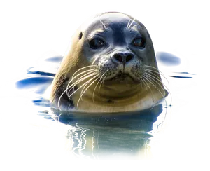 Curious Seal Emerging From Water PNG