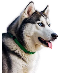 Curious Siberian Husky PNG 68