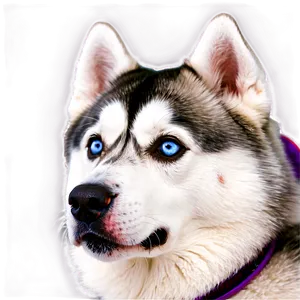 Curious Siberian Husky PNG Axv PNG