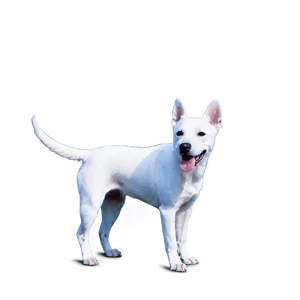 Curious White Dog Png 79 PNG image