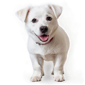 Curious White Dog PNG 88 PNG