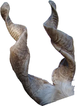 Curled Goat Horns PNG image