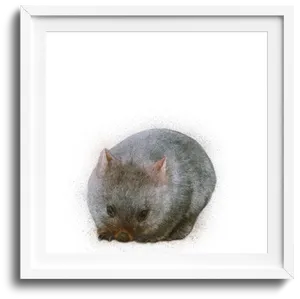 Curled Up Wombat Artwork PNG image