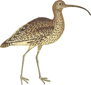 Curlew Bird Illustration