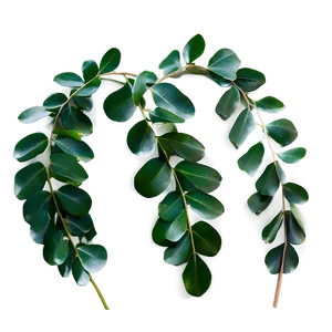 Curly Eucalyptus Leaves PNG 65