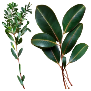 Curly Eucalyptus Leaves PNG Lsh
