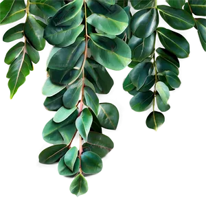Curly Eucalyptus Leaves PNG Uwb