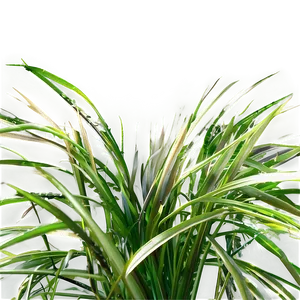 Curly Grass Texture Png Amg PNG image