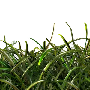 Curly Grass Texture Png Jhf PNG image