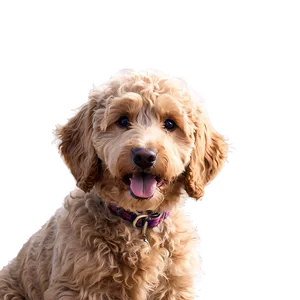Curly Haired Goldendoodle PNG 24 PNG