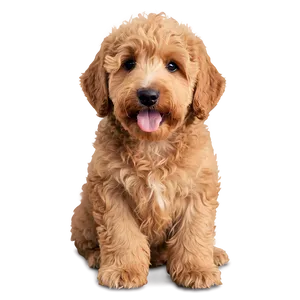 Curly Haired Goldendoodle PNG Gwt PNG