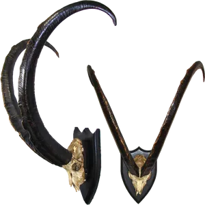 Curved Goat Horns Mounted PNG image