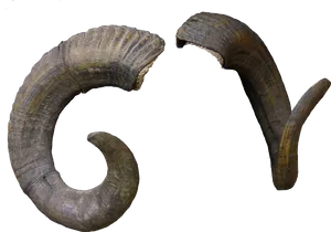 Curved Goat Horns Transparent Background