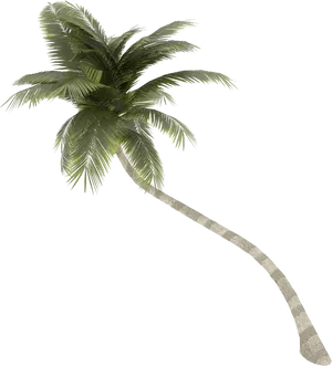 Curved Palm Tree Isolated