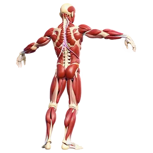 Customizable Muscular System Study Guide Png 06212024 PNG image