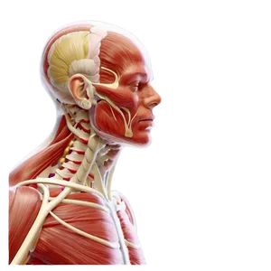 Customizable Muscular System Study Guide PNG 73