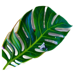 Cut Out Monstera Leaf PNG 05232024