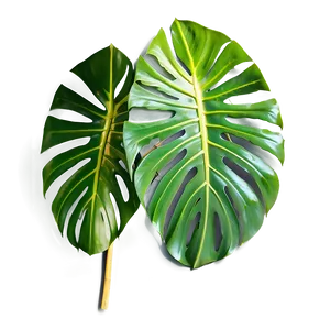 Cut Out Monstera Leaf PNG 05232024