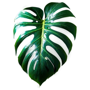 Cut Out Monstera Leaf PNG 88 PNG