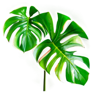 Cut Out Monstera Leaf Png Gna26 PNG image