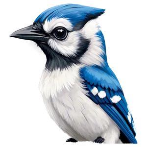 Cute Baby Blue Jay Png 16 PNG image