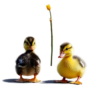 Cute Baby Duck PNG 11