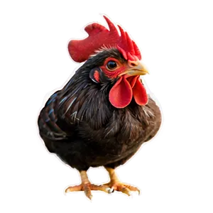 Cute Baby Rooster PNG Fuf3