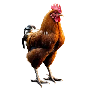 Cute Baby Rooster PNG Spj65