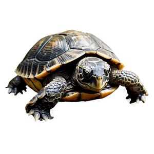 Cute Baby Turtle PNG Tmc46 PNG