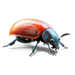 Cute Beetle Clipart PNG Kco91