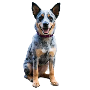 Cute Blue Heeler Sitting Png Pvx61 PNG image