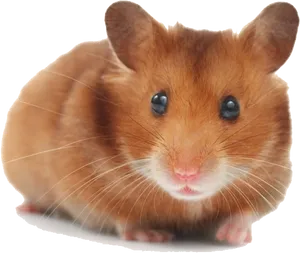 Cute Brown Hamster.png PNG image