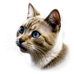 Cute Cat Expression PNG 72 PNG