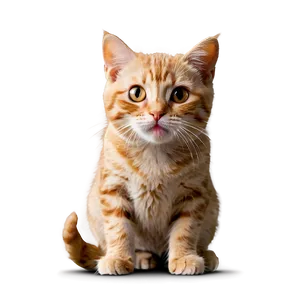 Cute Cat Expression PNG Tsq PNG