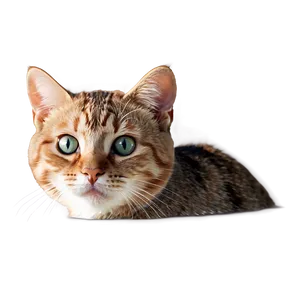 Cute Cat Face Clipart Png 06132024 PNG image