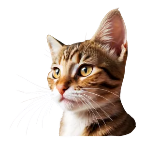 Cute Cat Face Png 19 PNG image