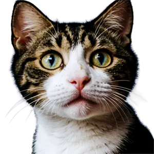 Cute Cat Face PNG Uwu